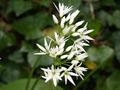 Allium sativum